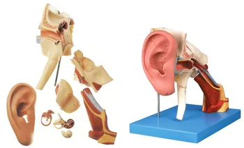 

KeyWord: ear; ENT; temporal bone; external tympanic membrane; ENT;