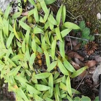 

2Pcs Bulbophyllum Thouars Mini