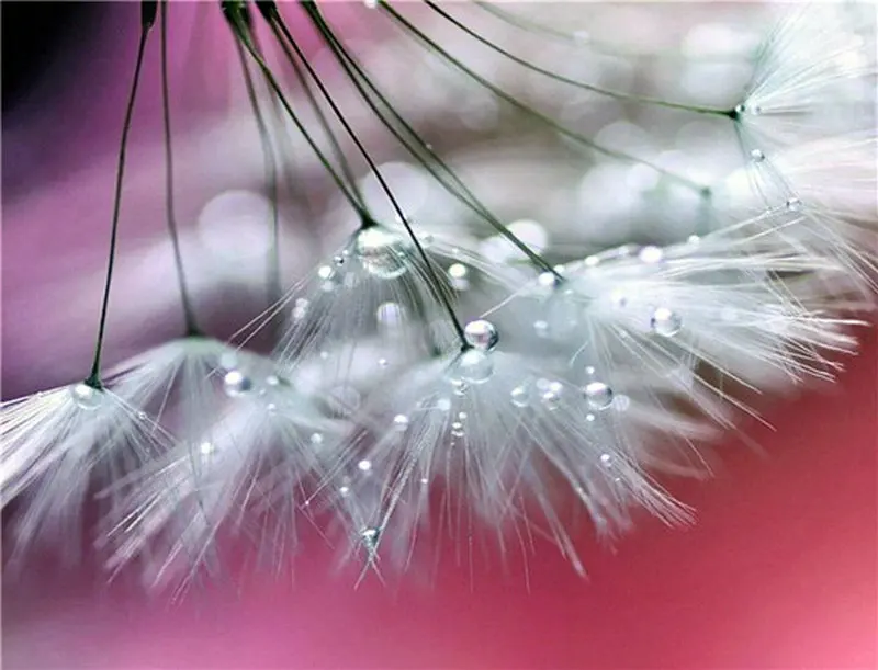 5D Diy Diamond Painting Dandelion Diamond Embroidery Beautiful Butterfly squareround Drill Vertical Print Round Diamond Plant (14)