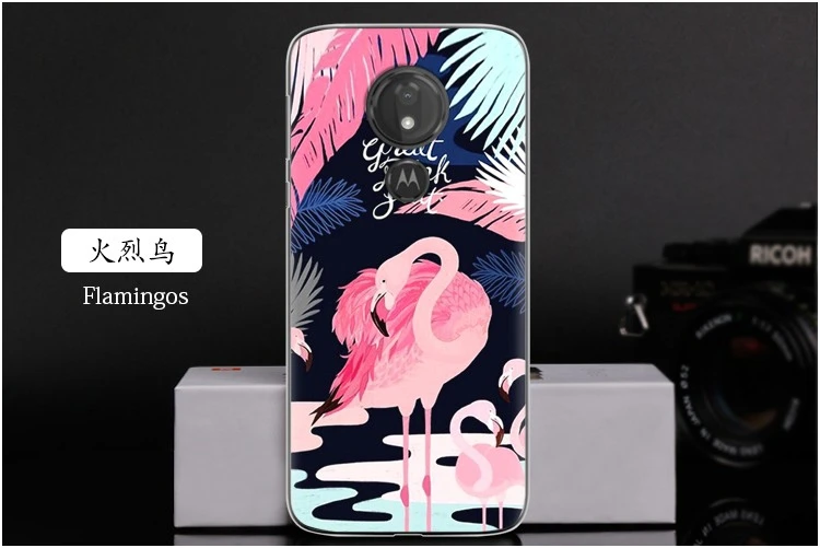 Flamingos