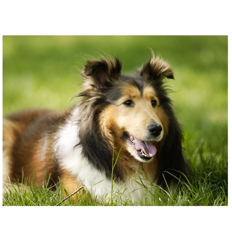 German Shepherd