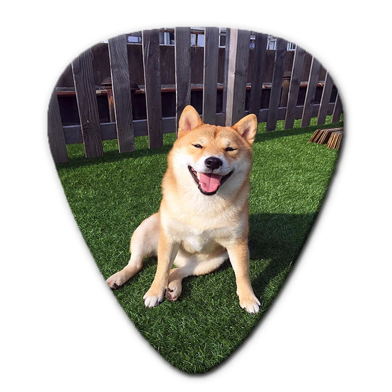 dogs show4