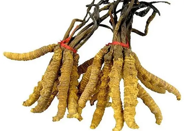 「berberine free」の画像検索結果