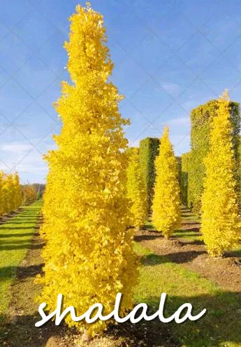 3pcs Large Gold Ginkgo Biloba bonsai Tree plant Beautiful Foliage Plants Perennial Unique Species Of MaidenhairTree bonsai plant 3pcs Large Gold Ginkgo Biloba bonsai Tree plant Beautiful Foliage Plants Perennial Unique Species Of MaidenhairTree bonsai plant