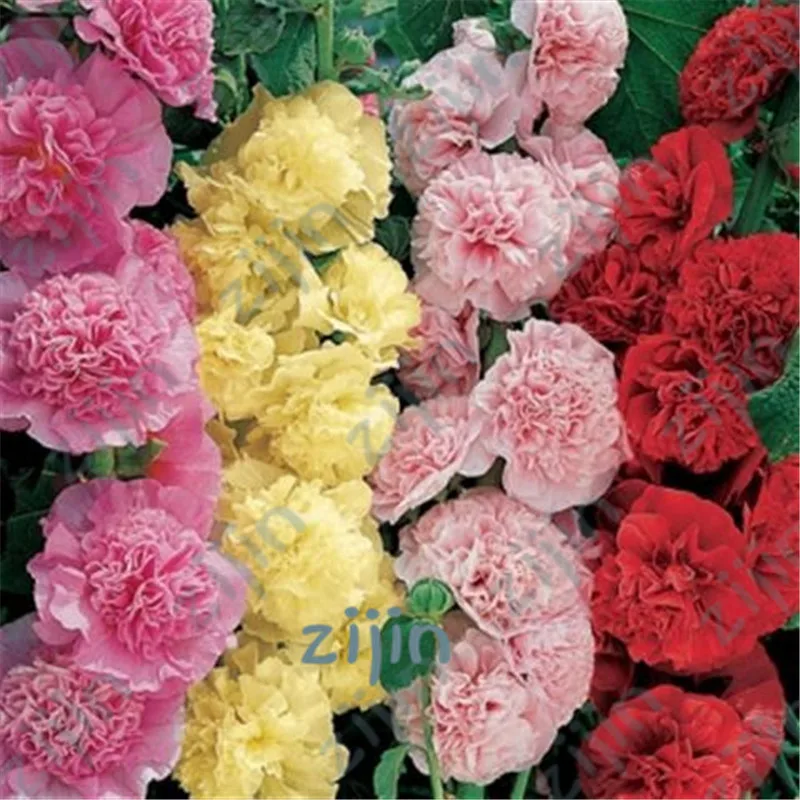 

Multi Color Hollyhock flower Bonsai Alcea Rosea Garden Greenhouse Plants, Diy Gardening Rare Flower plant Purifying Air 200 Pcs