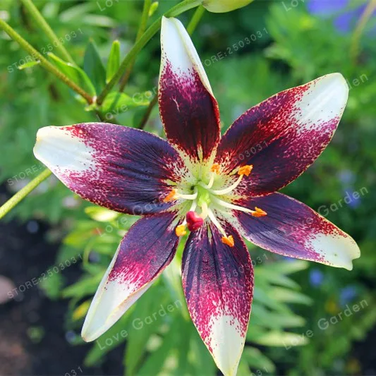 2 Bulb Perfume Lilies (Not Bonsai) , Rare Flower Garden Plant , Balcony Bonsai Courtyard Plant Flowers Lily