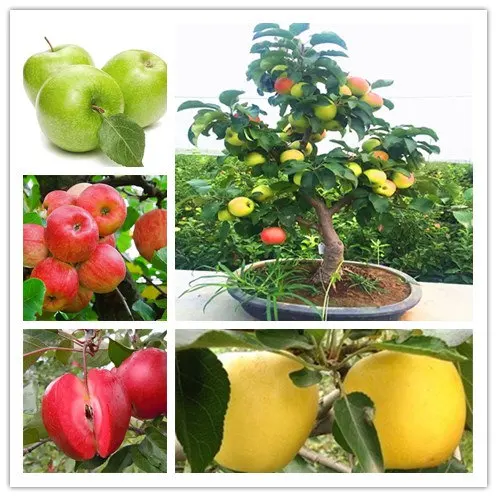 

YVYOO Dwarf Apple Bonsai Miniature Apple Tree Indoor & Outdoor Sweet Organic Fruit Vegetable Pot Plant DIY Home Garden 30 pcs