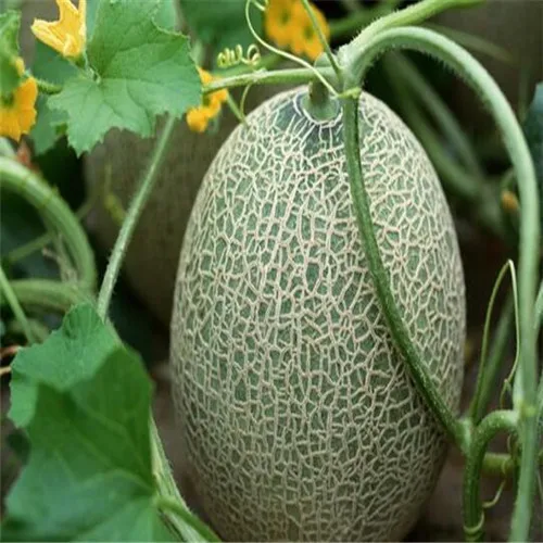 Buy 50 Pcs Yubari King Melon Seeds Free Shipping