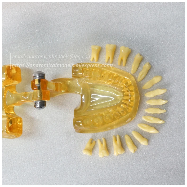 13064 Clear Extraction Model 4 
