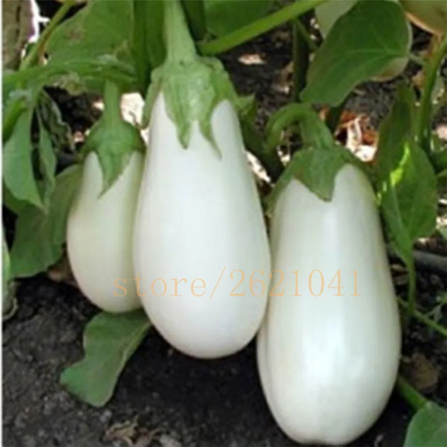 

Rare Egg white eggplant bonsais plant about selling organic vegetable bonsais 100pcs/bag