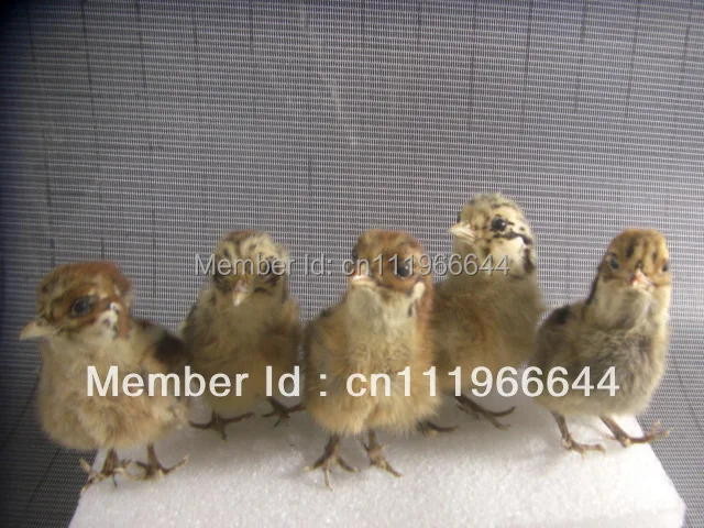 Taxidermy of Real chick chicken 5pieces,Cute,Stuff Bird