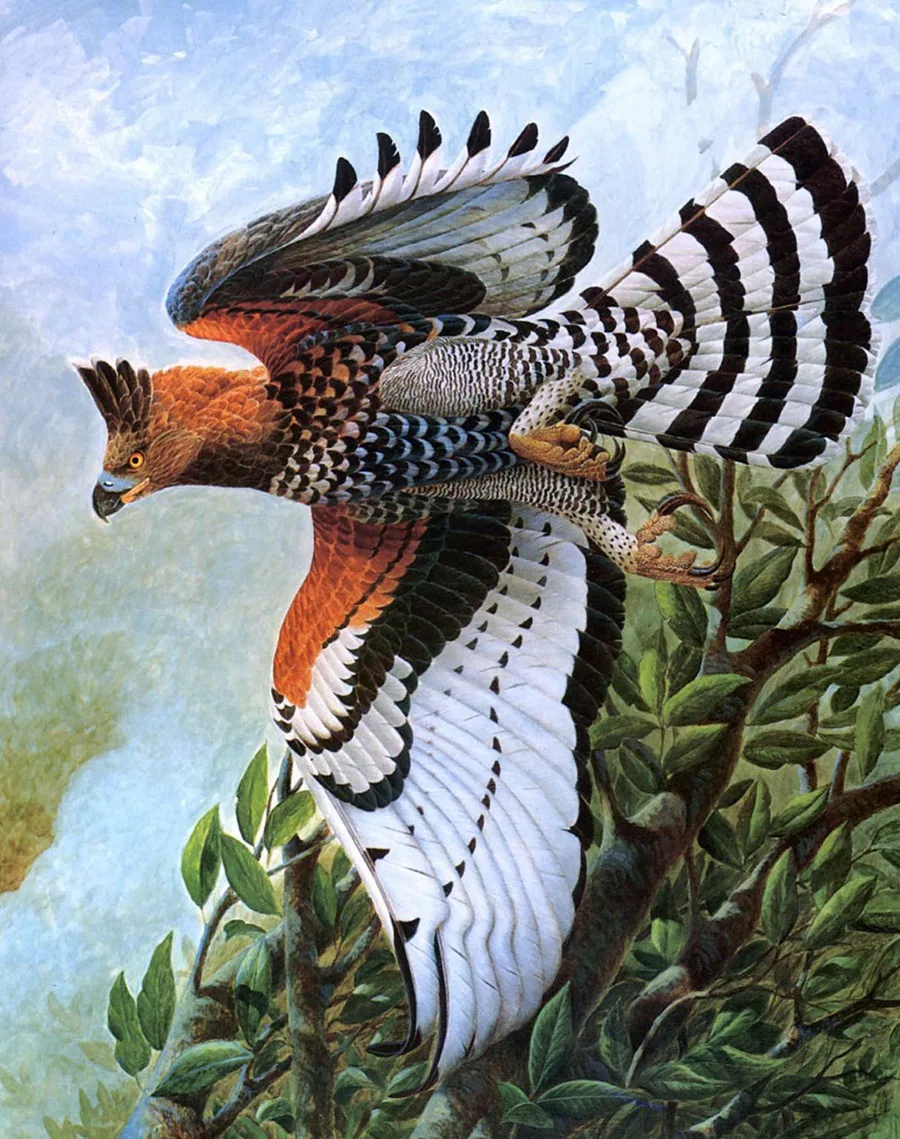 A0537 Afrika Dinobatkan Sebagai Burung Elang Hewan Pemandangan HD A0537 Afrika Dinobatkan Sebagai Burung Elang Hewan Pemandangan HD