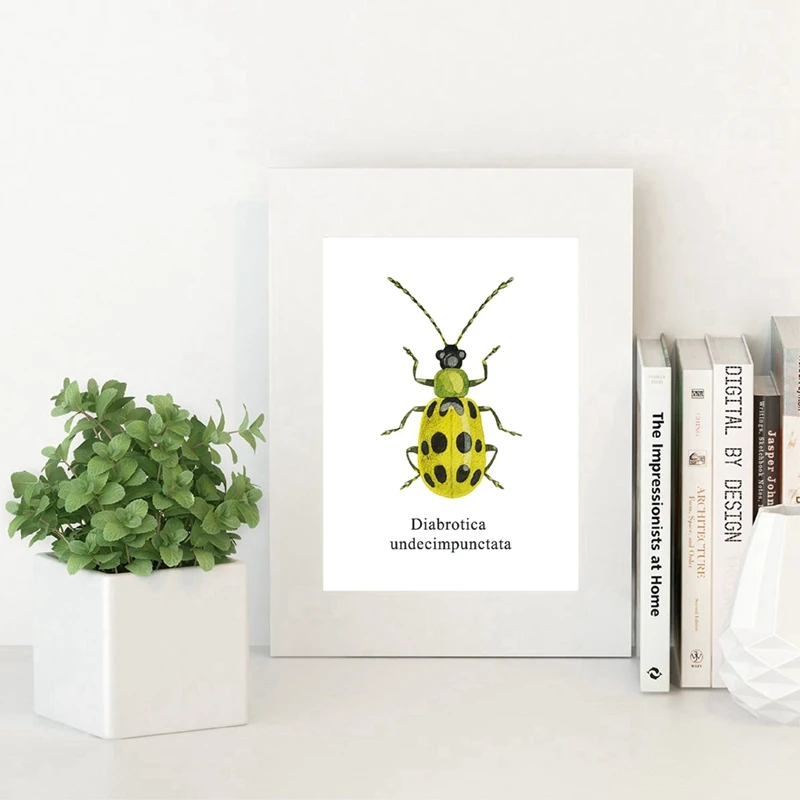 Акварель Жук иллюстрация принты Coleoptera насекомые плакаты домашняя комната Настенный декор образовательный холст живопись картина