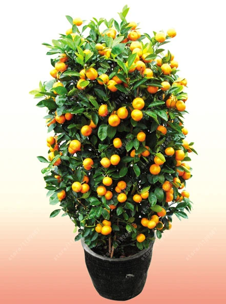

40 Pcs Citrus plant Bonsai Mandarin Orange flores Edible Fruit Bonsai Tree plantas Healthy Food Home Garden Easy To Grow