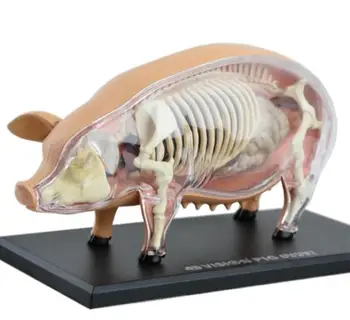 4D Master pig specimen anatomy model static sow organ skeleton assembly model teaching AIDS for primary and secondary school stu 4d master stem anatomy model gummi bear skeleton anime figure adults kids gifts science animal model