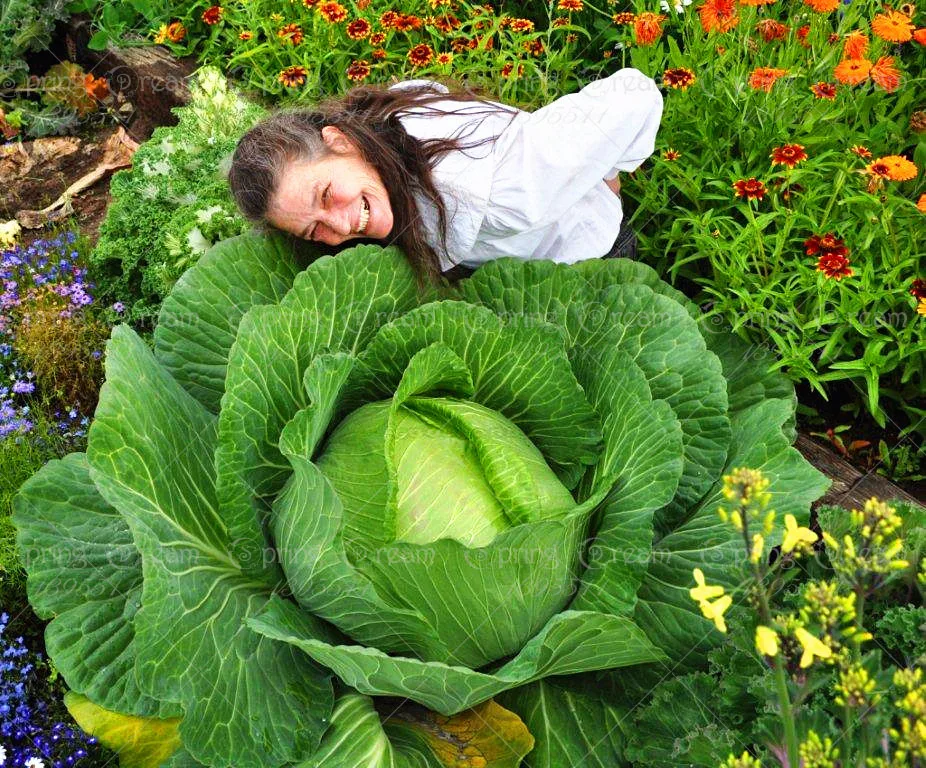 200/bag Rare Giant Russian Cabbage seeds, vegetable seeds 95