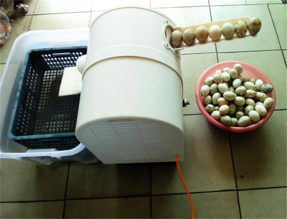 egg washer08