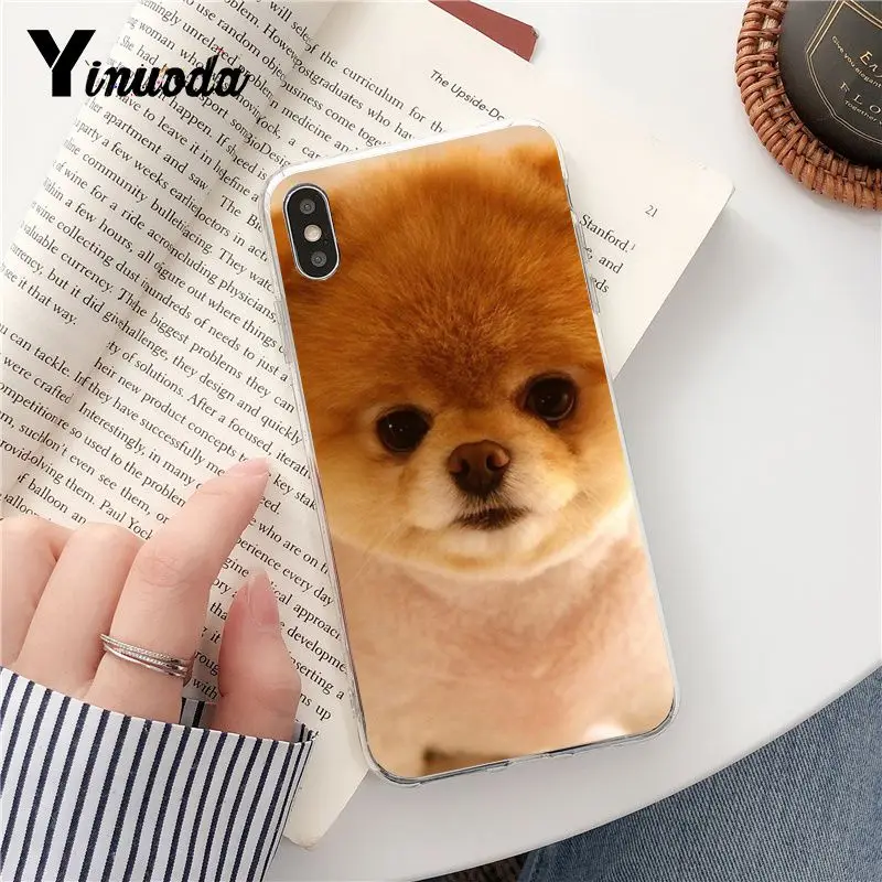 Dog Pomeranian