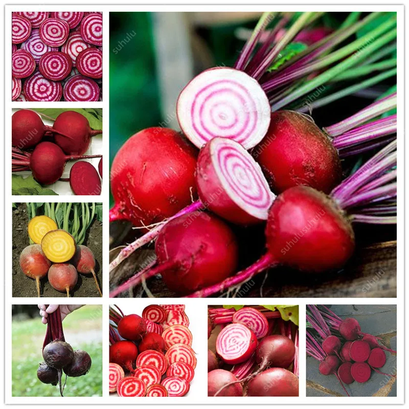 

100 pcs Dark Red Beetroot Bonsai Edible Organic Delicious Vegetables Bonsai Plant Home Garden Easy To Grow Beet Plant Pot