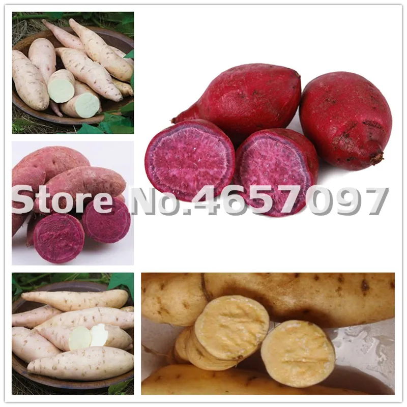 

100 Pcs/Bag Sweet Potato bonsai Vegetables plant Fresh Food Fruit And Vegetable Garden Supplies Bonsai Plant For Home Garden