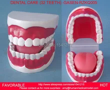 MAGNIFY DENTAL TEETH MODEL ORAL CARE TOOTHBRUSHING GUIDANCE,ORAL DENTAL TEACHING MODELSMALL DENTAL CARE 32 DENTAL -GASEN-RZKQ005