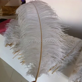 

EMS Free Shipping! 100pcs/lot 55-60cm 22-24" Top quality White ostrich feathers ostrich plumages plumes