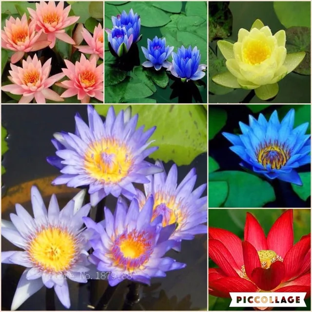 Bonsai Diverse colors Asian water lily pad flower pond Lotus water lily ...