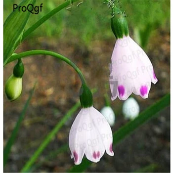 

Ngryise 10Pcs Convallaria majalis