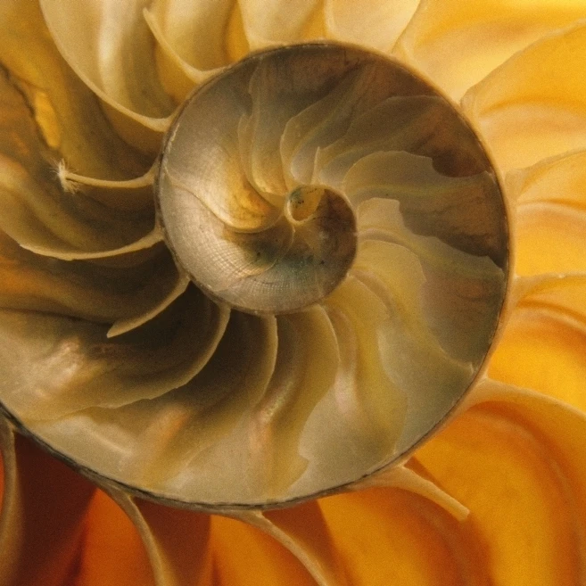 Inside Of Nautilus Shell Poster Print (36 x 22)