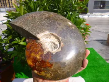 

2320g(5.1 lb) Jade Chrysanthemum Ammonite Shell Fossil Madagascar