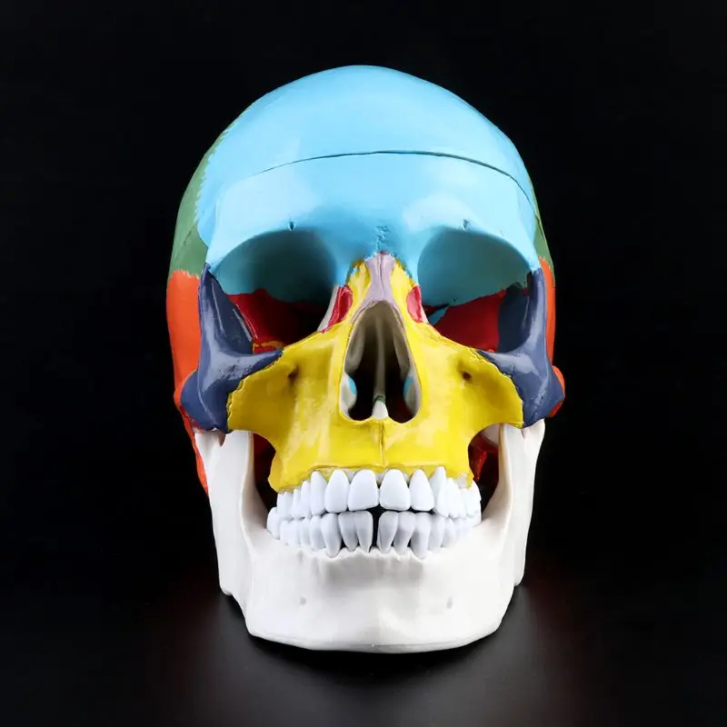 1:1 масштаб, цветной Скелет человека, модель головы для взрослых с мозговым стволом, анатомия, медицинский обучающий инструмент, поставка