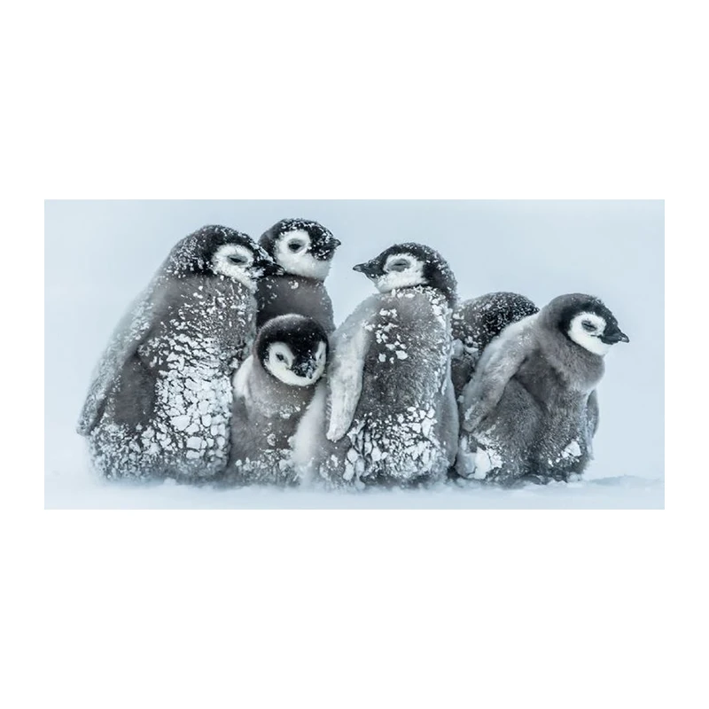 New diamond 5D DIY diamond painting cute penguin snow embroidered cross stitch rhinestone mosaic decorative painting gift WHH