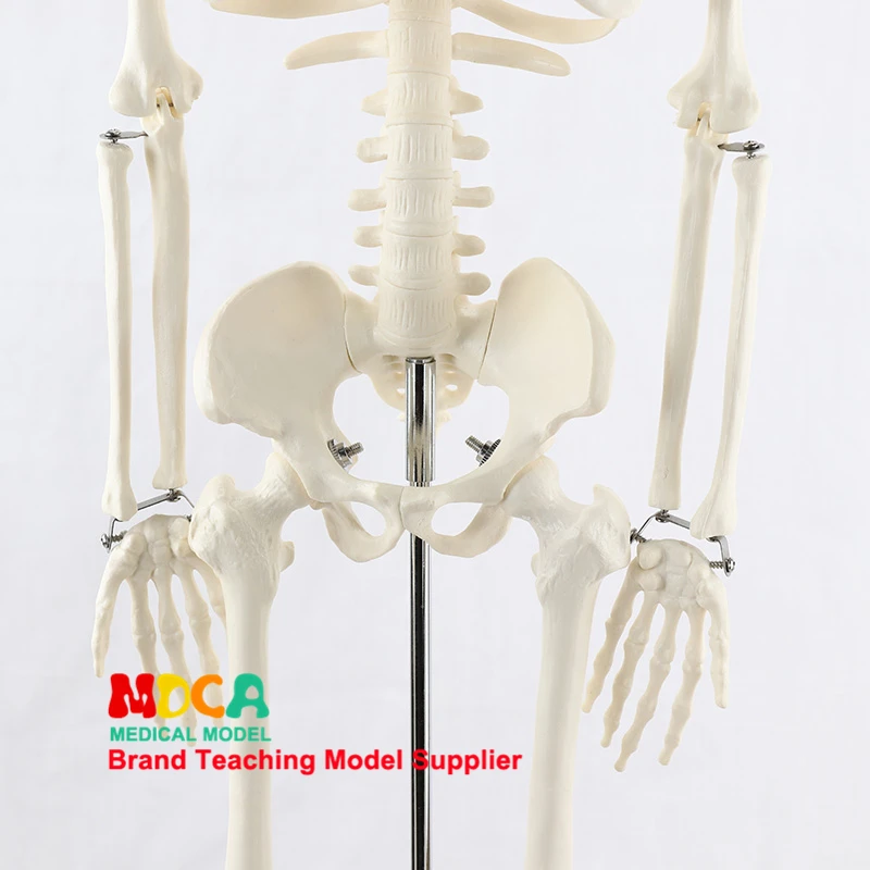 Медицинский стандарт для изобразительного искусства и медицины 85 см модель скелета человека. Модель скелета MGG201
