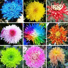 200pcs Sale heaters 22 colors available chrysanthemum seeds, morifolium seeds, gardening Beautiful flower pot plants