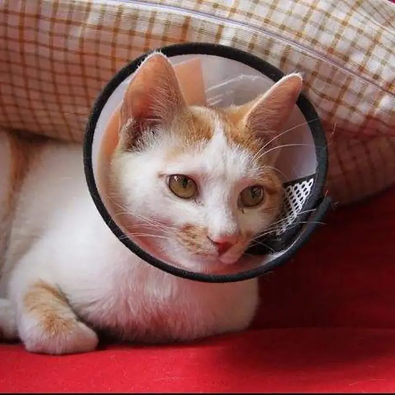 

Pet Small Dog Cat Teddy Protective Collar Anti-Bite Lick Collar Transparent Dog Neck Cone Recovery Wound Healing Protector