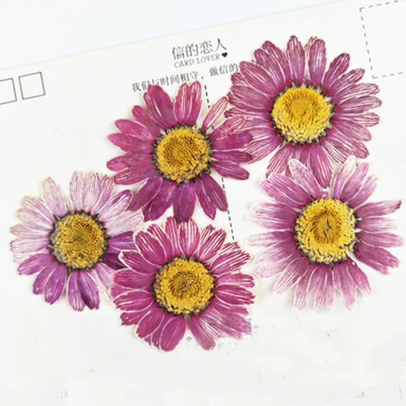 Поглощения красителя хризантемы Диаметр 3,5 см реальным нажатии цветы для закладки Материал DIY Бесплатная доставка 120 шт