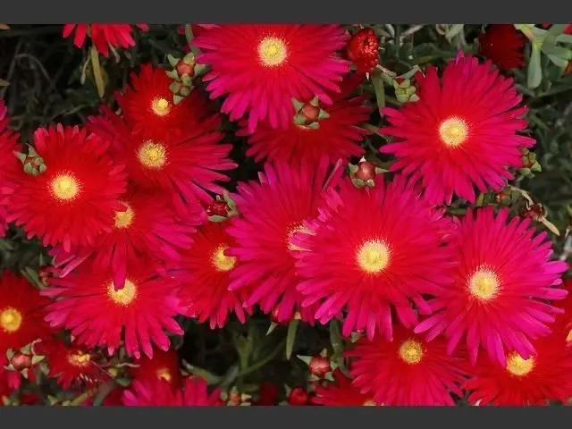 Por Bright Red Flowers Lots From 100seeds Pack Bright Red Ice Plant Flower Seeds Easy Grow Perennial Best Little