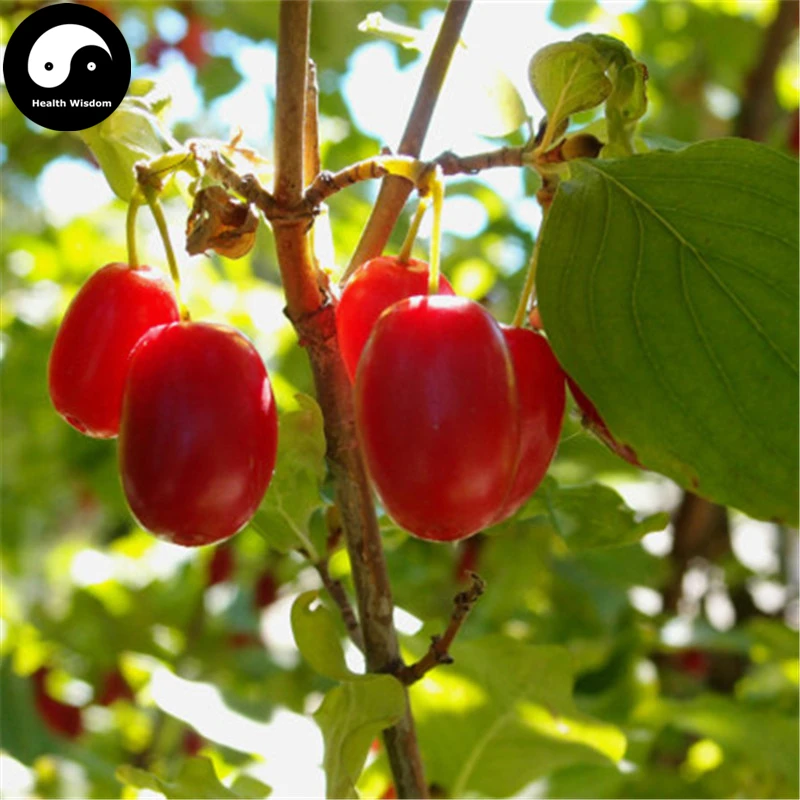 

Buy Cornus Officinalis Semente 60pcs Plant Cornus Tree For Chinese Shan Zhu Yu