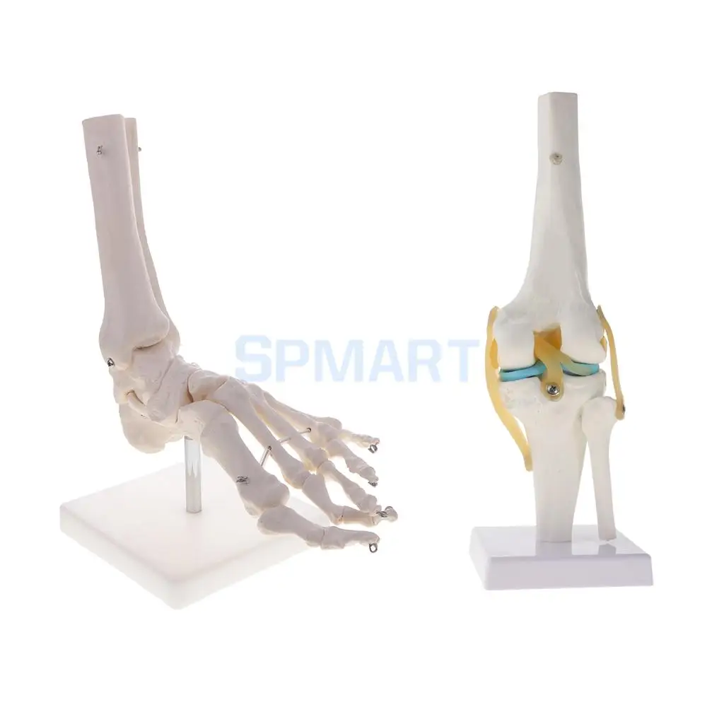 1:1 Human Knee Joint Skeleton +Human Foot & Ankle Joint Model School Teaching Display Lab Supplies Kits