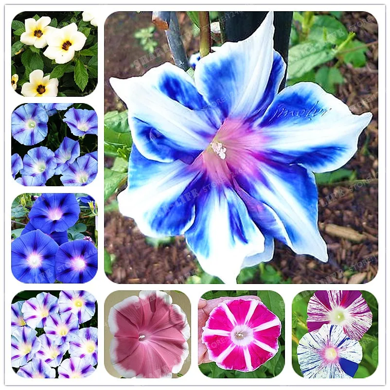 

10pcs/bag Picotee Morning Glory Bonsai Rare Petunia Bonsai Flower Plant For Home Garden Easy To Grow