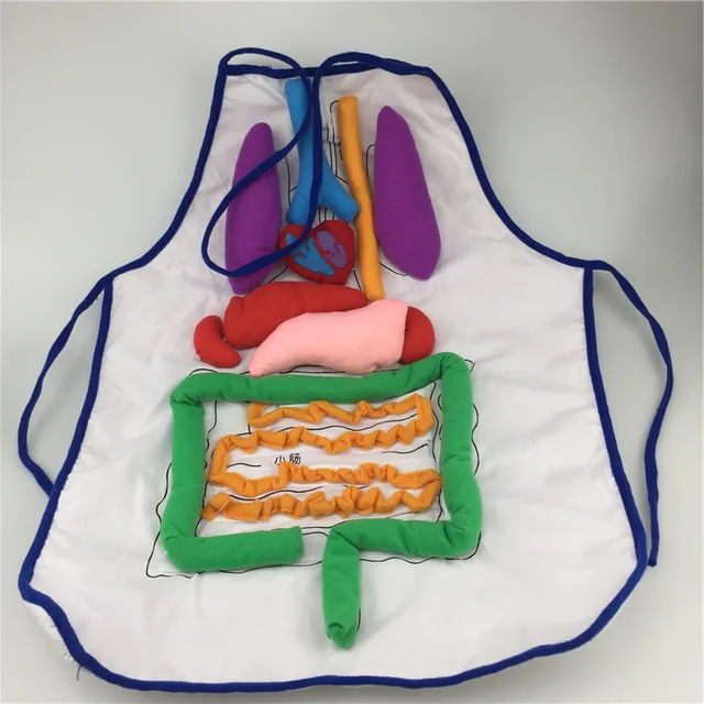 Digestive System Exploration Apron Children Early Education Teaching Aids Human Body Organs