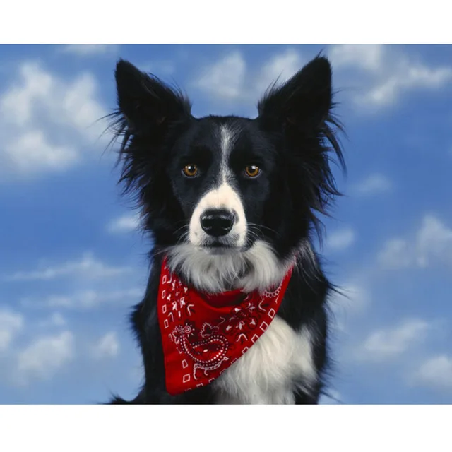 Germany border collie 2