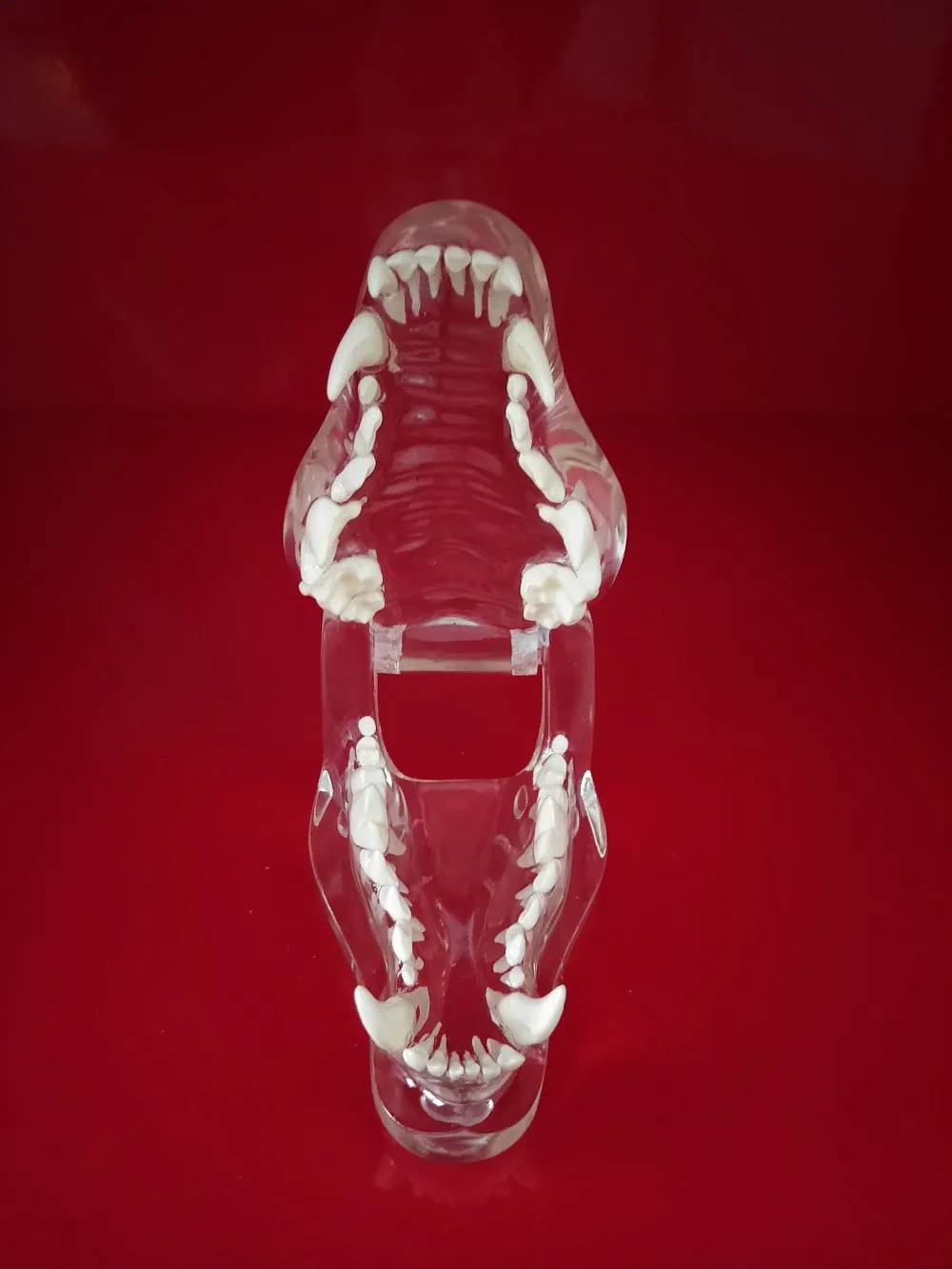 

Transparent Resin Dog Anatomical Teeth Teaching Demonstration Veterinary Animal Skeleton Crystal Specimen Dentition Model