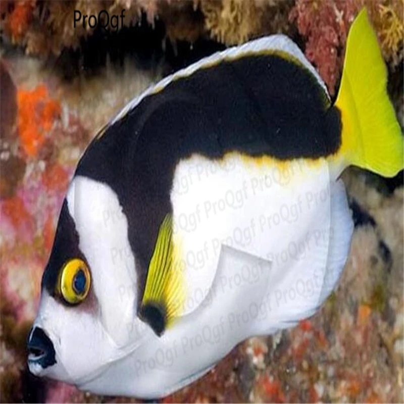 

50Pcs A Set Sea Ballina Angelfish platax orbicularis
