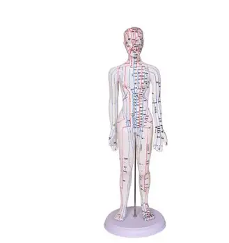 

48CM White FeMale Lettering acupuncture point body mannequin of acupuncture, Medical Research massage reflex teaching model C518