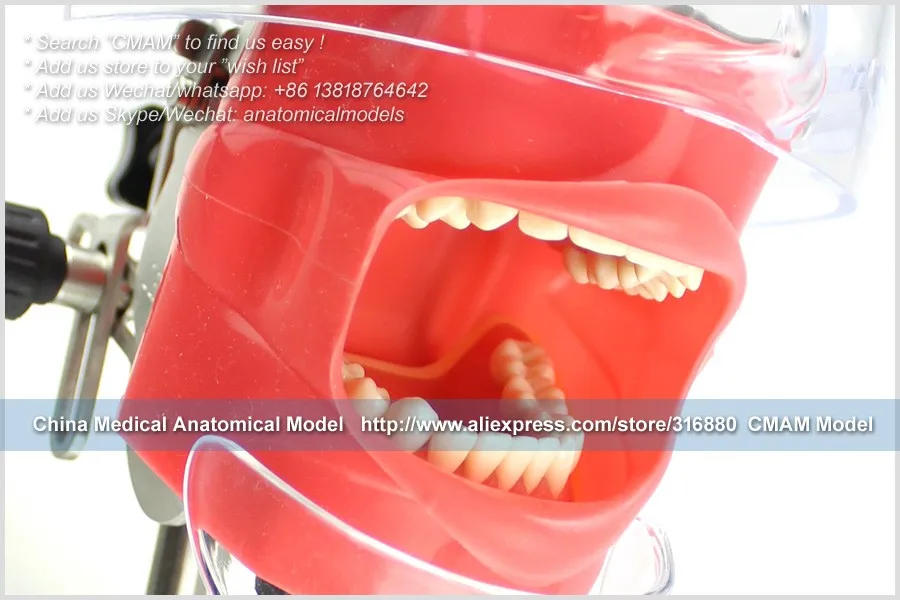 CMAM/12560 Dental-фантомная головка человека стоматологических медицинский анатомическая модель