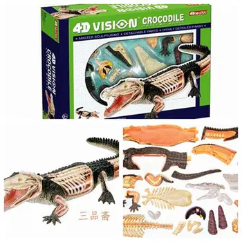 

Assembling Puzzle Toy Animal Model Crocodile Anatomical Model educational model