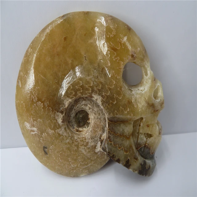 Cheap NATURAL Conch fossil Crystal carved skull HEALING T770 Cheap NATURAL Conch fossil Crystal carved skull HEALING T770