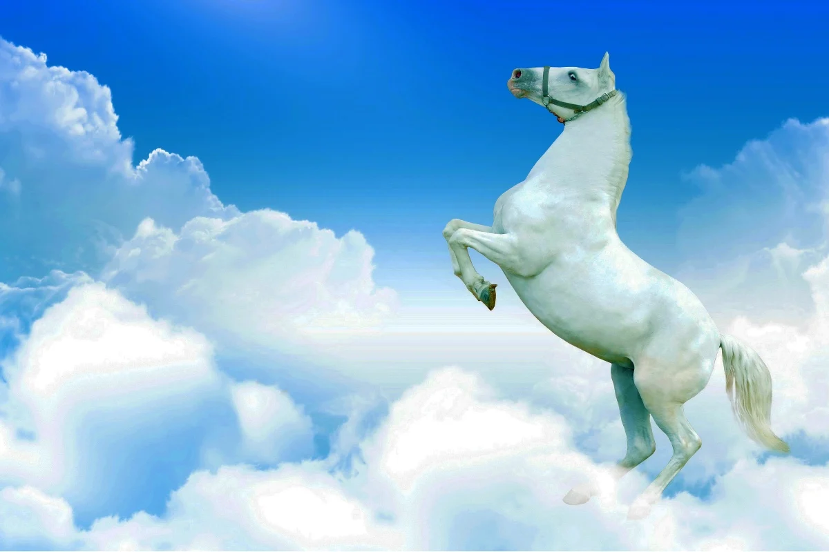 fantasy white horse in the sky TJZK529 fabric poster custom print for