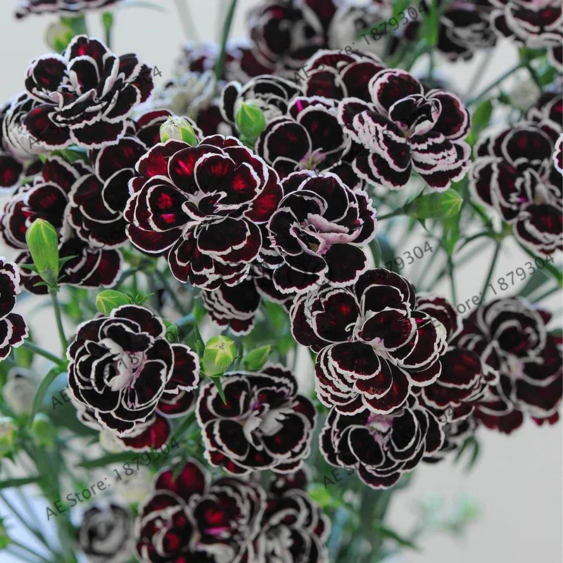 

100 Pcs / Pack Rare Hardy Perennial Dianthus 'Blackjack' Carnation Flower bonsai, rare flower plant for home garden